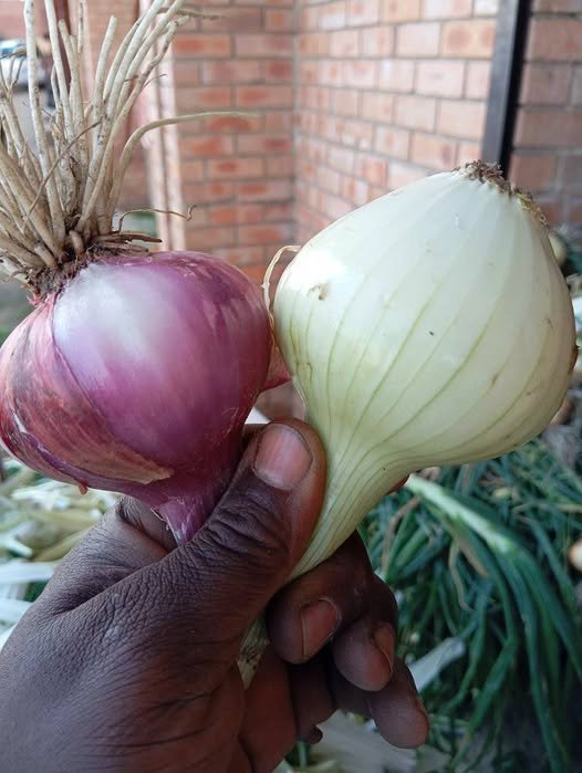 Onions at Standout Fresh Produce