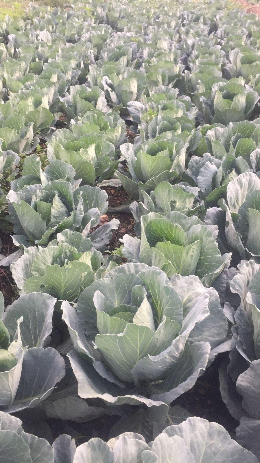Cabbages at Standout Fresh Produce