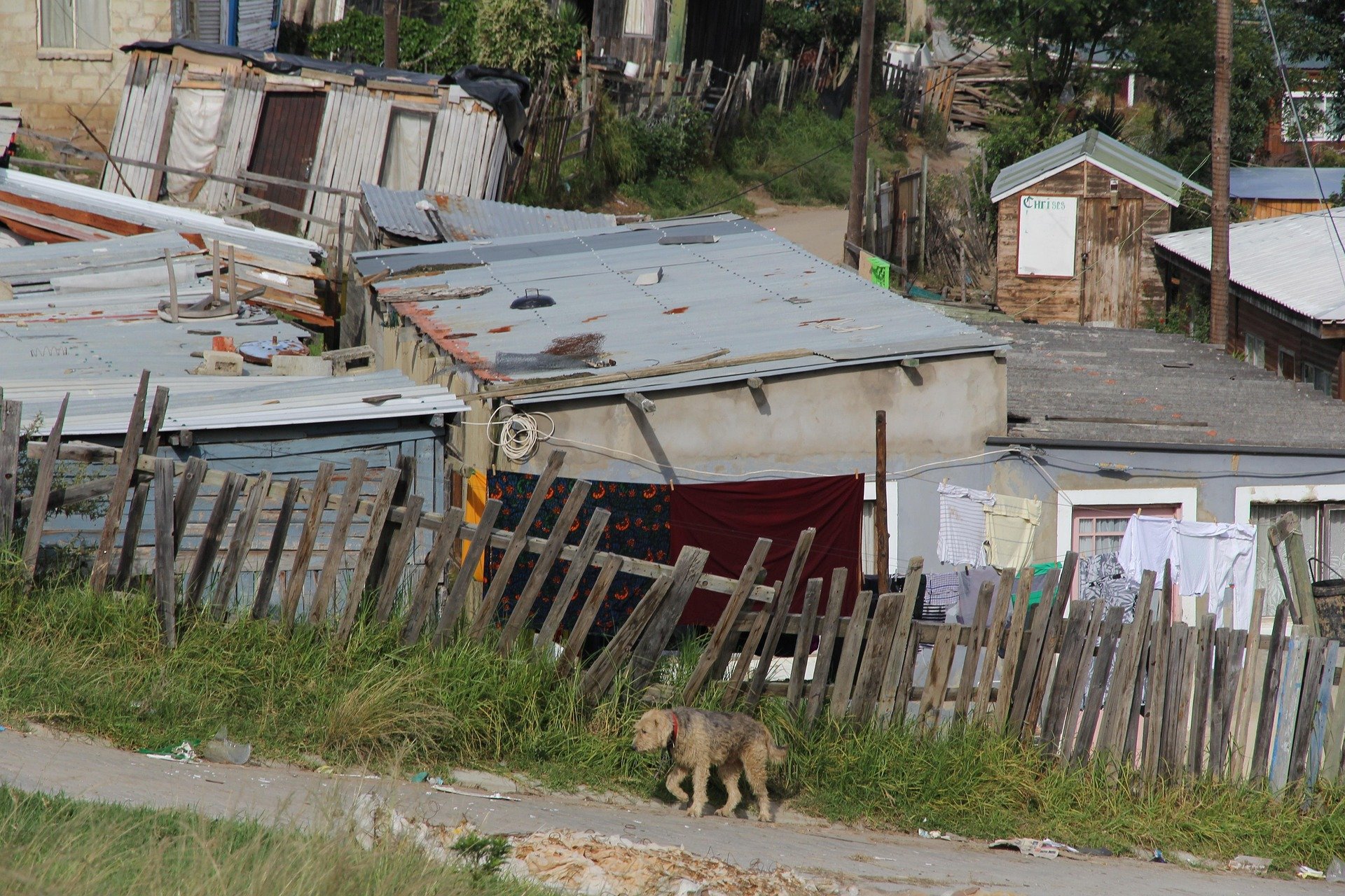 township-knysna-south-africa-dog