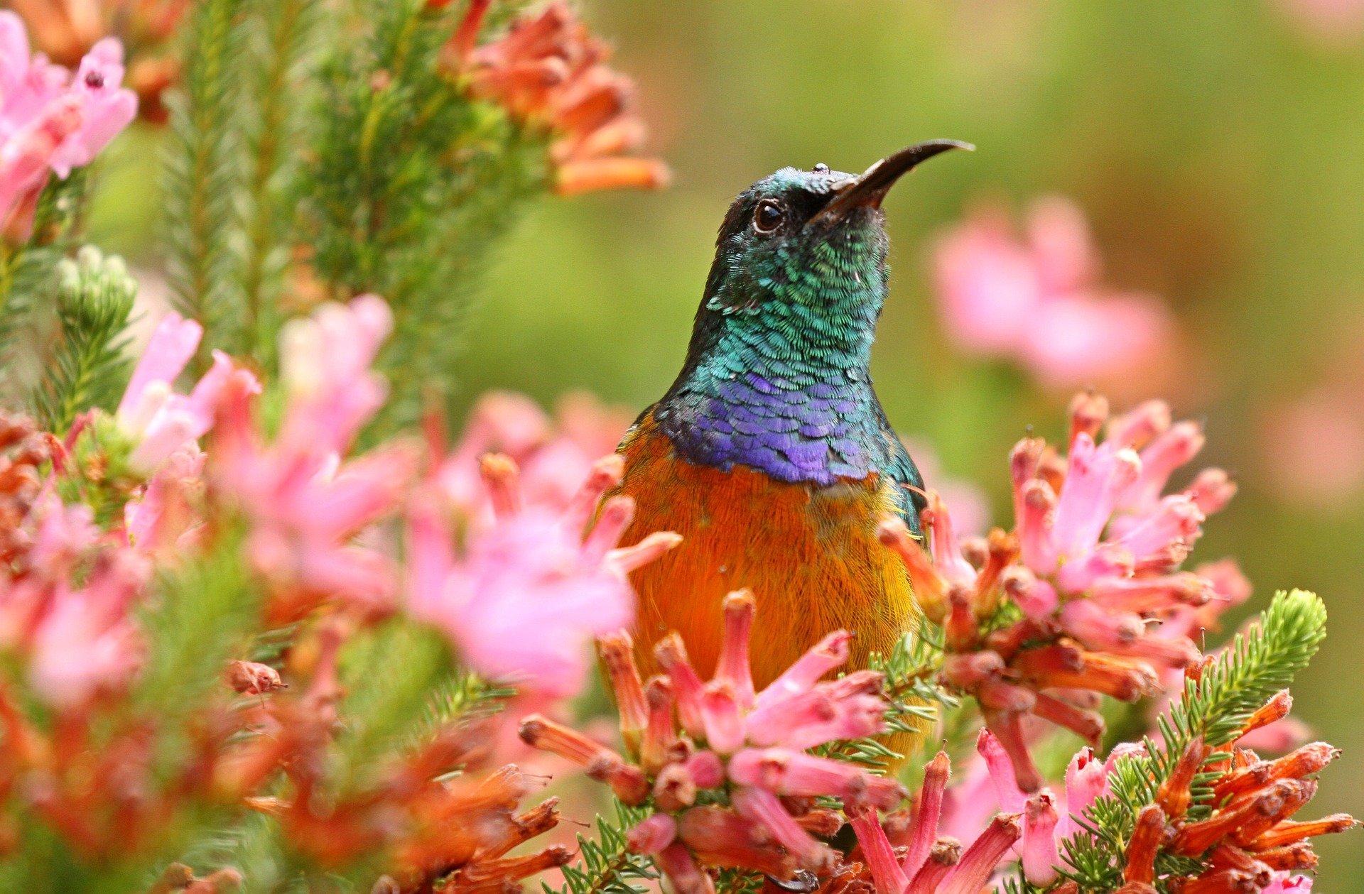 orange-breasted-sunbird-protea