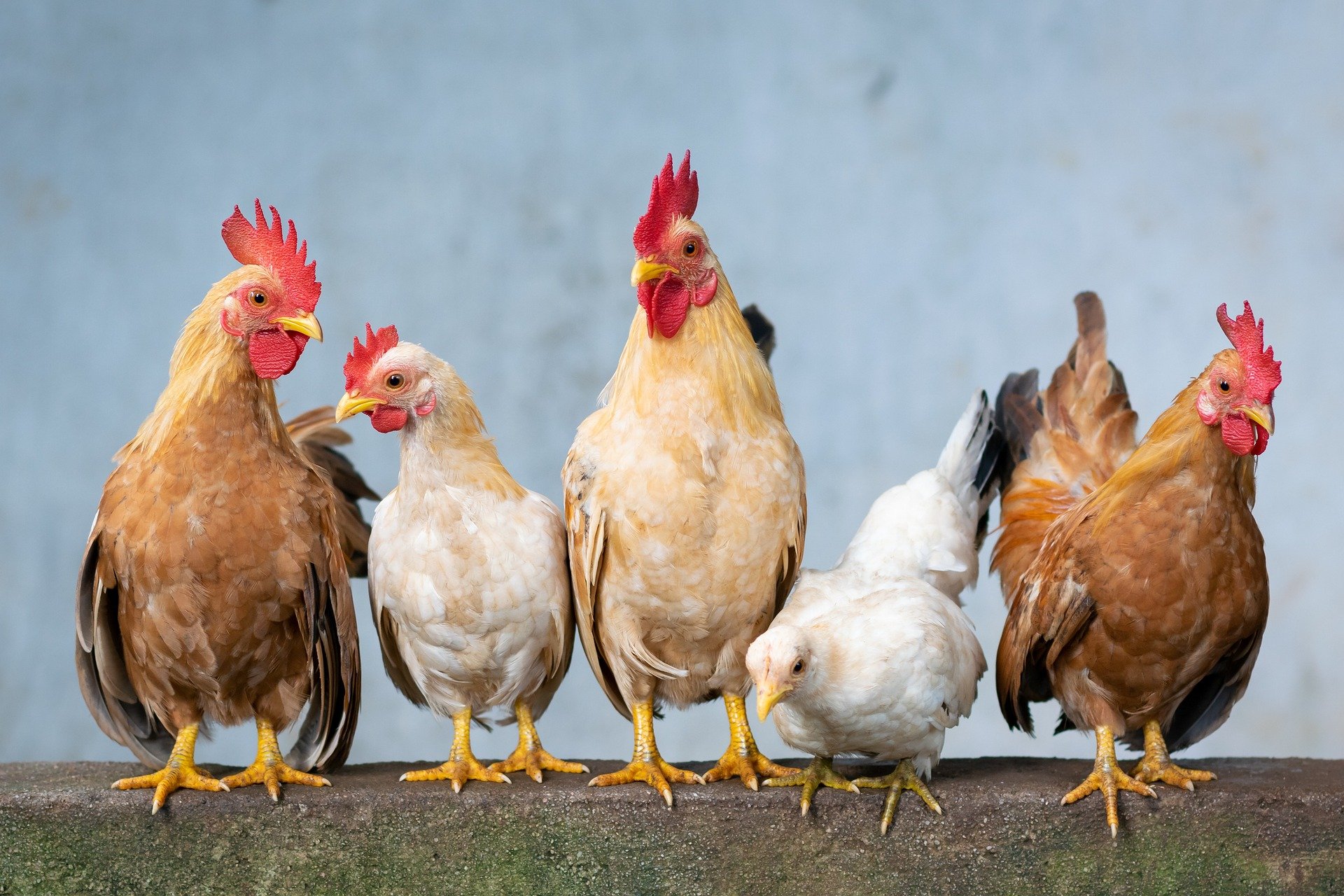 chicken-rooster-hen-chicks-easter