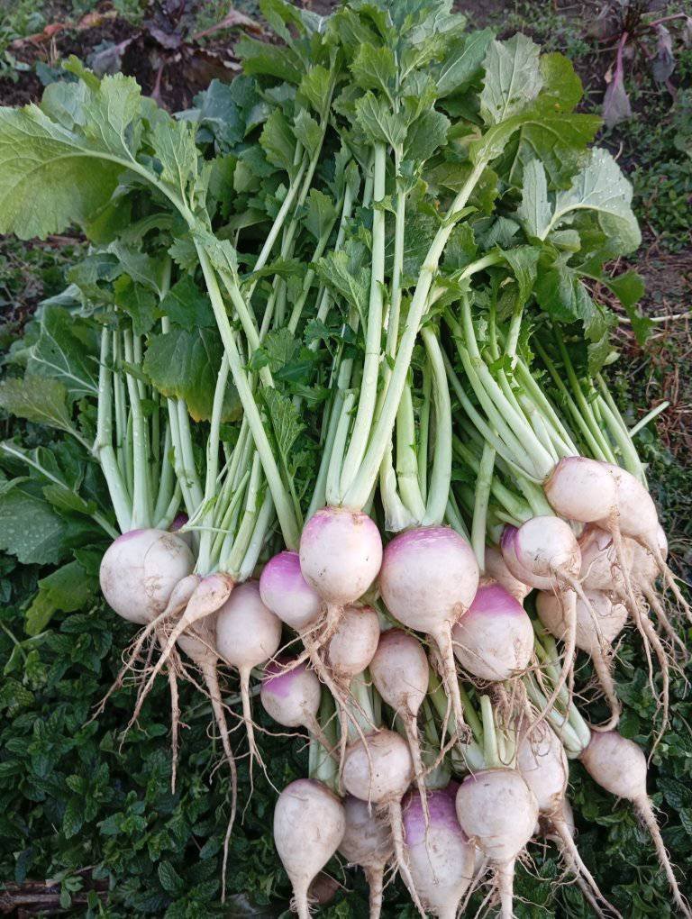 fresh produce for Standout