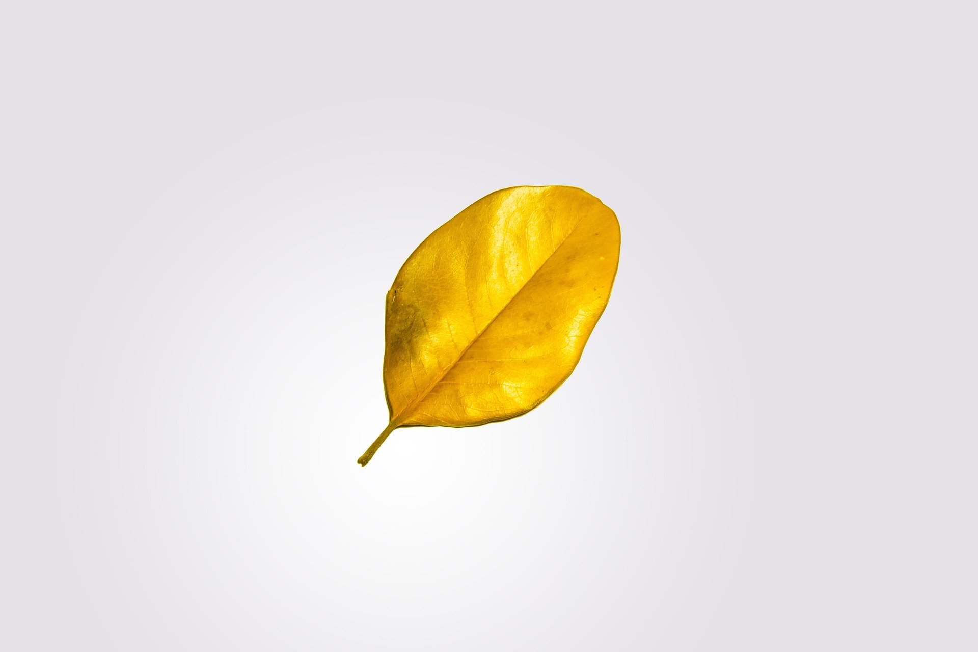 gold-leaf-nature-leaf-bright