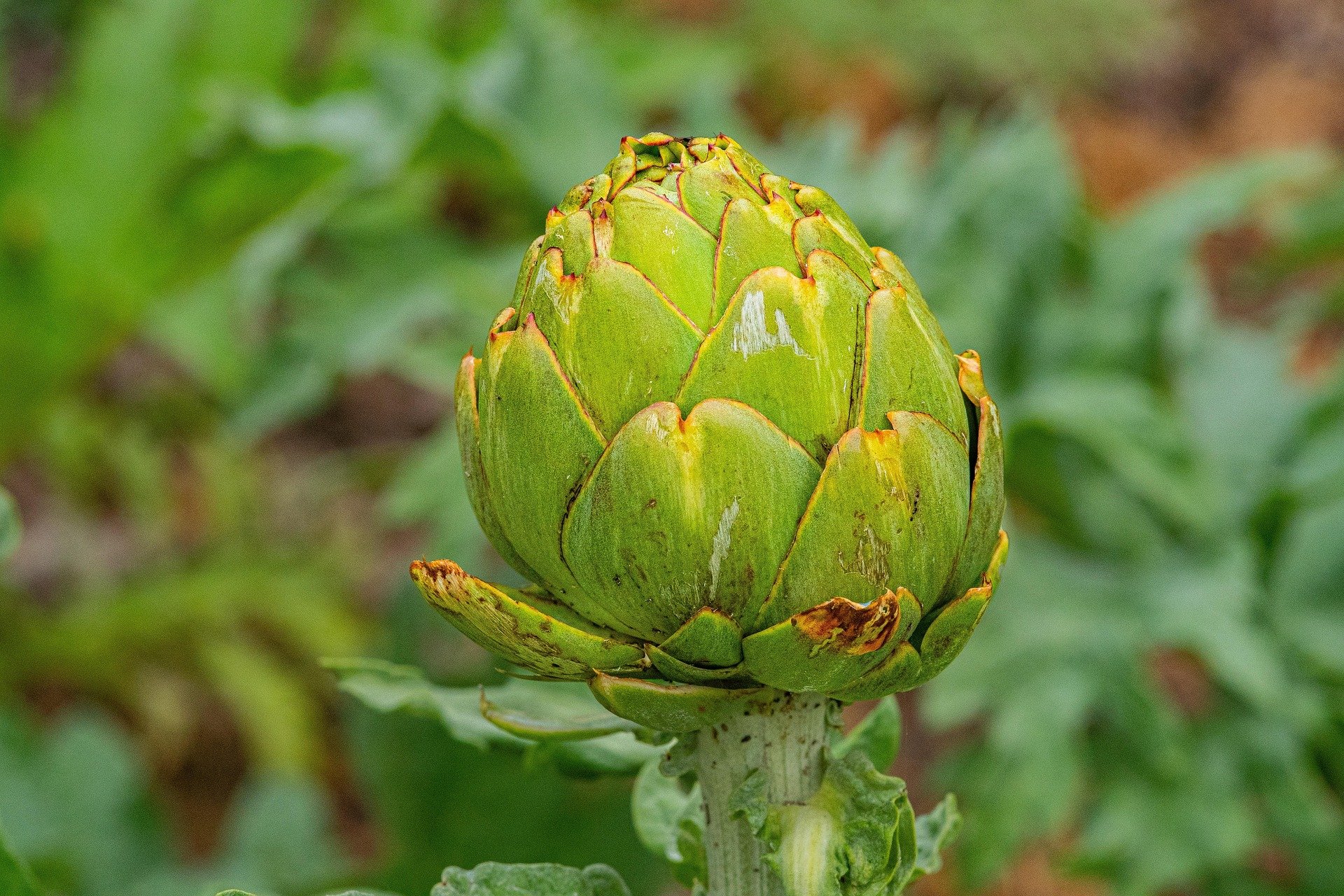 vegetables-plant-outdoors-food