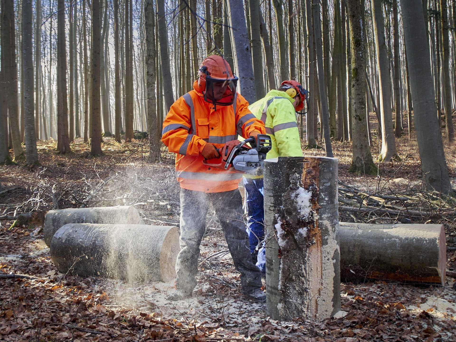 forest-workers-work-wood-firewood