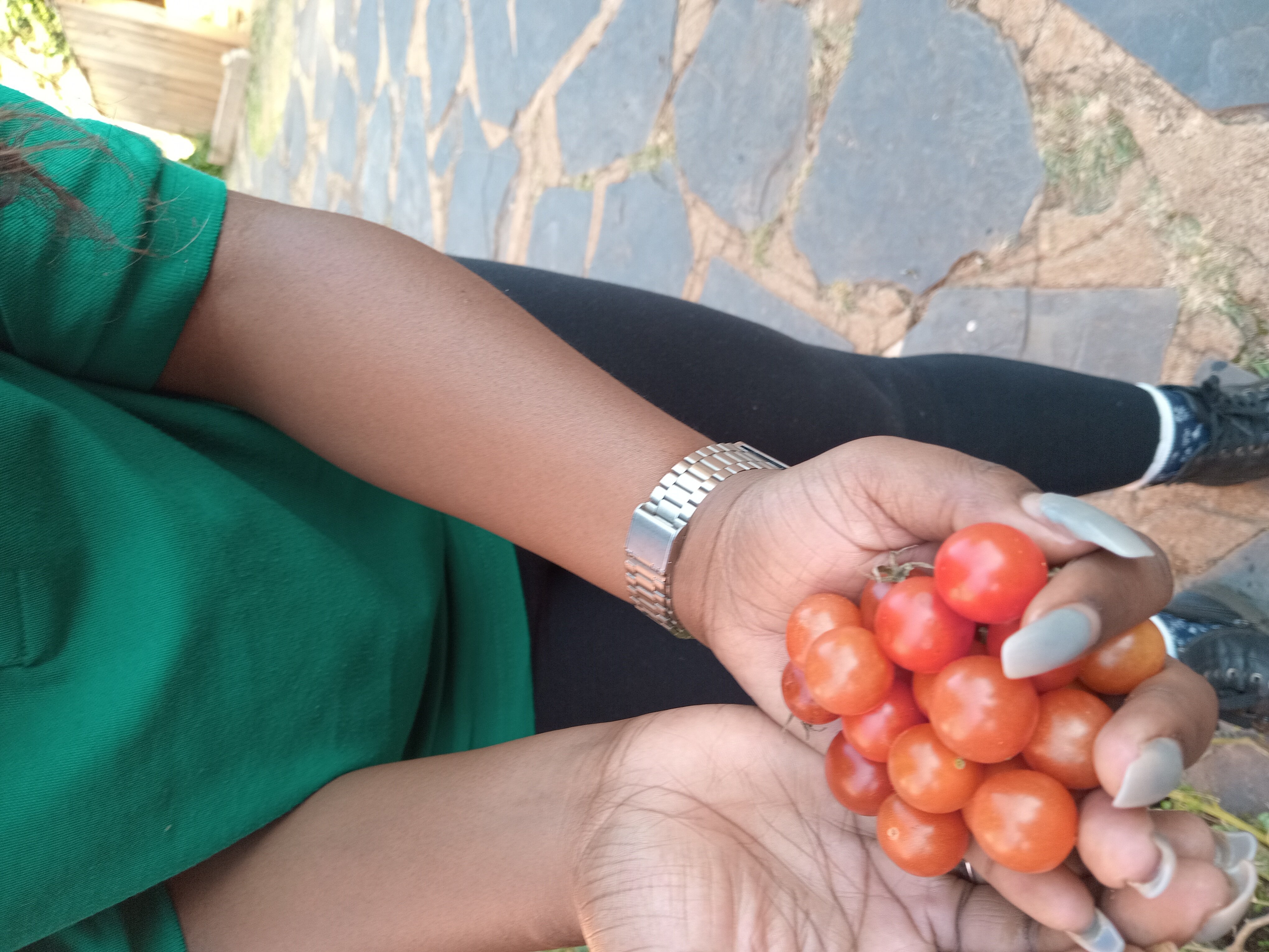 tomatoes from Kusile Bhekilanga Farm