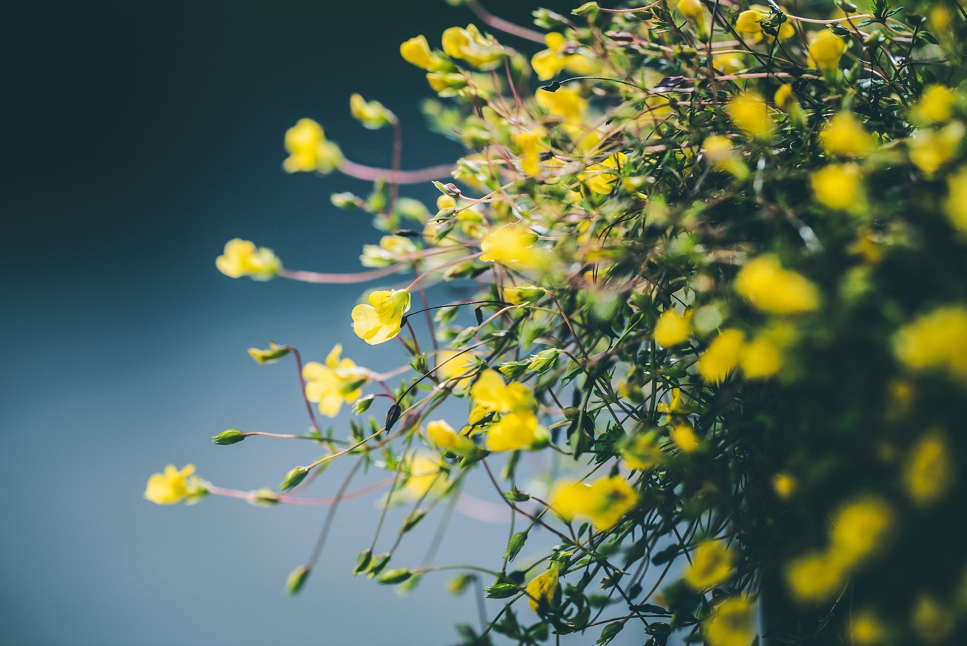 yellow flowers with a blue background
