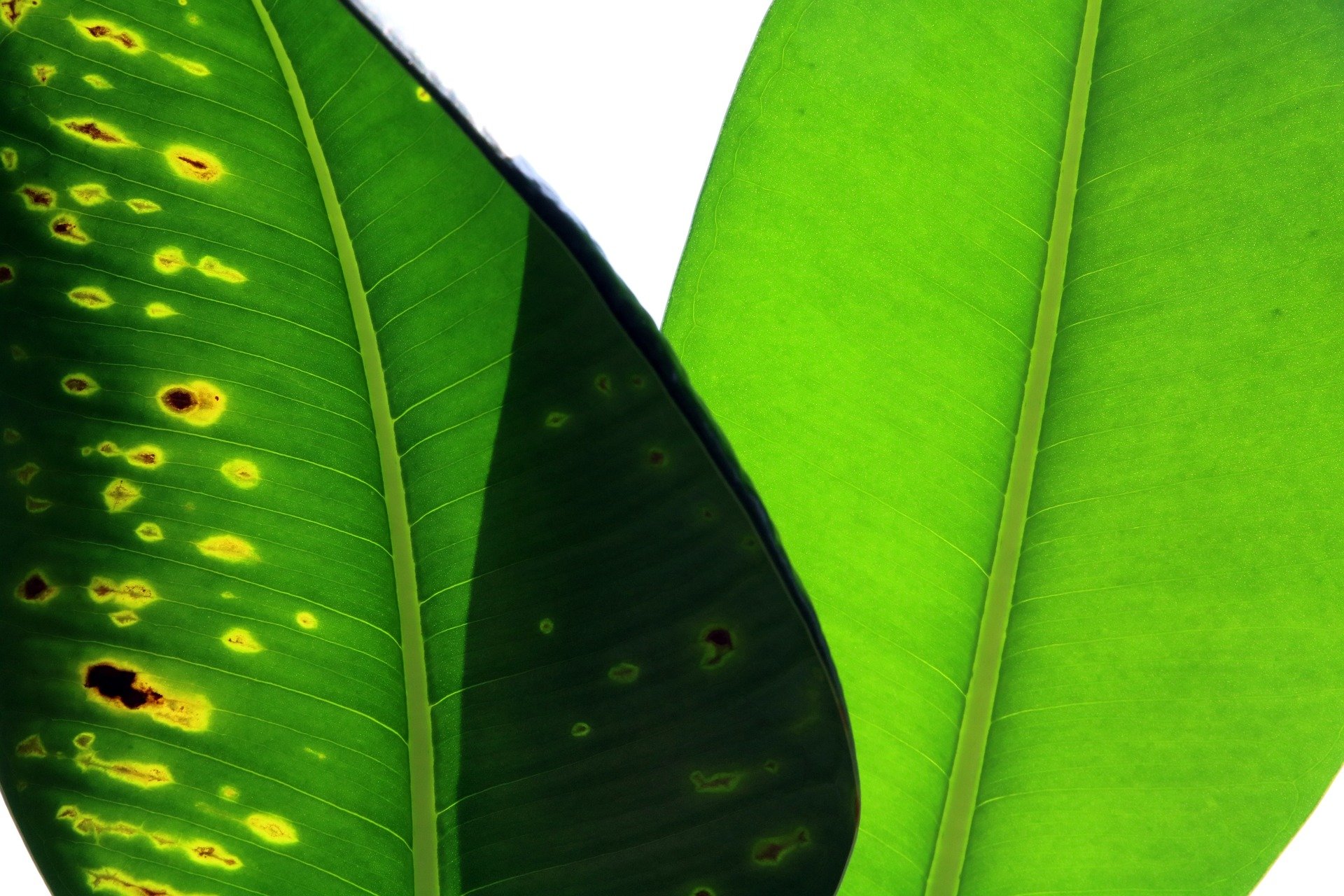 plant-leaf-leading-nature