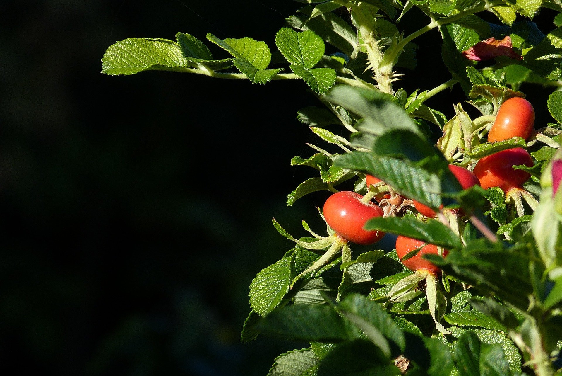 medicinal-plant-rose-hip-nature
