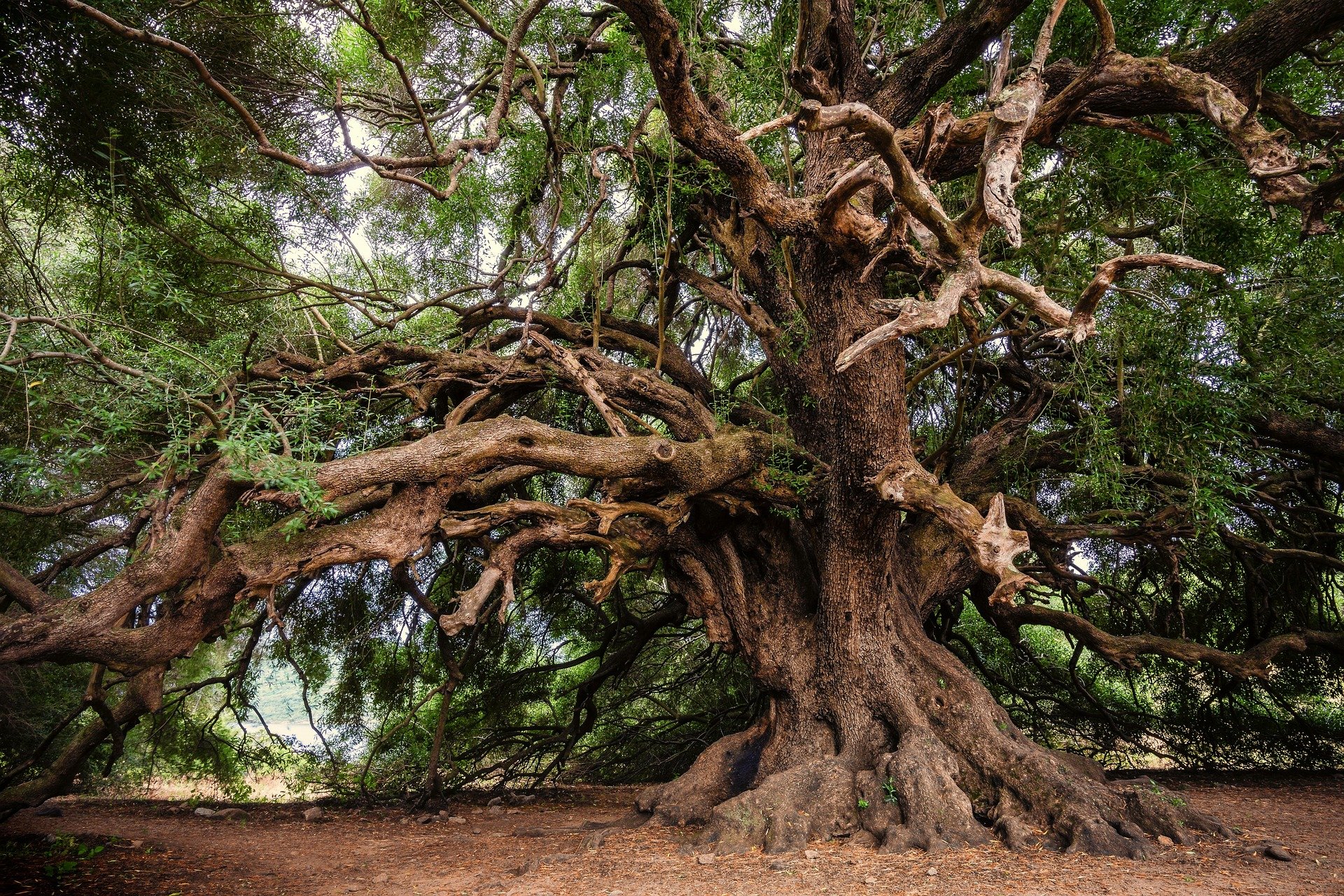 olive tree