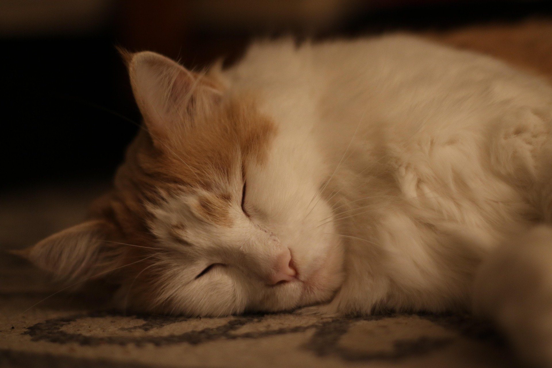 maine-coon-cat-fluffy-kitty-rug