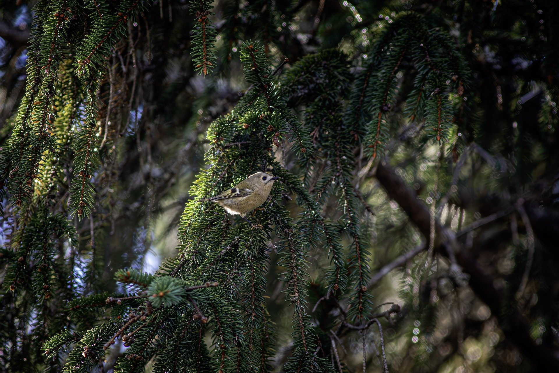 birds-avian-diversity-bird-behavior