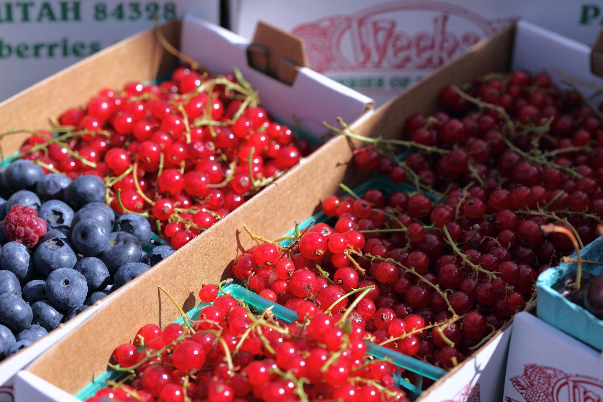 summer-berries-fruit