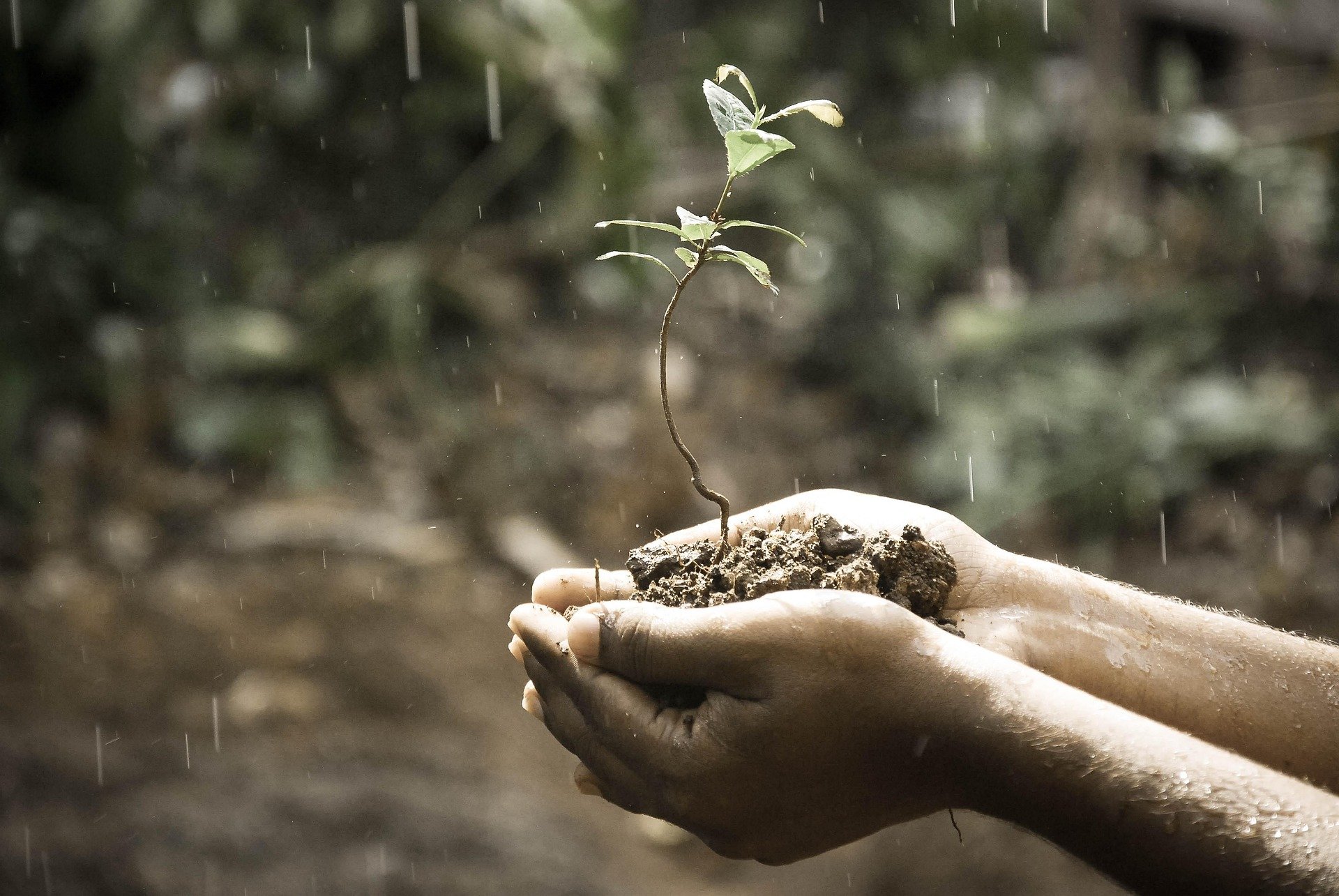 hands-plant-soil-grow-growing