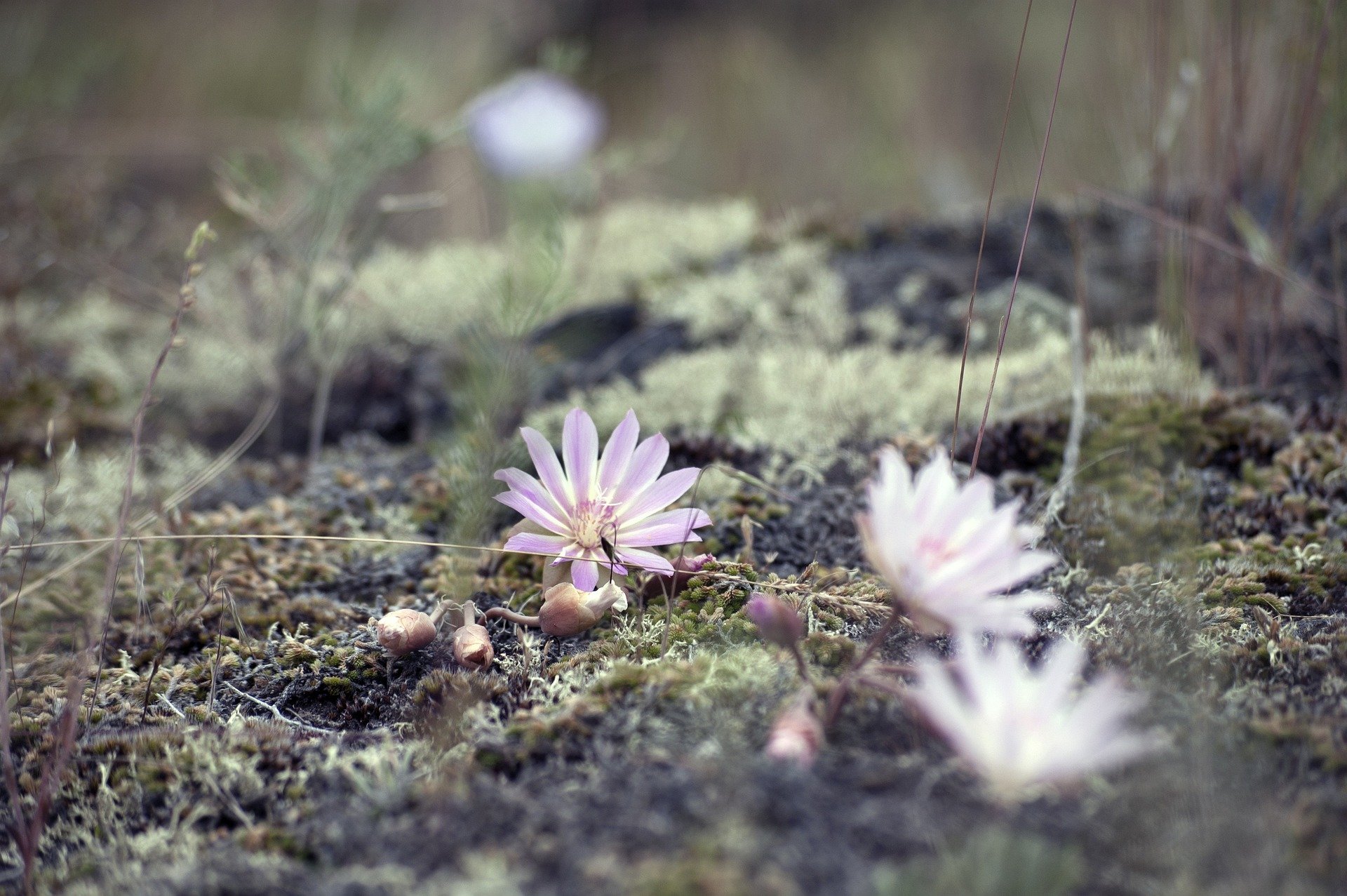flower-wildflower-nature-peaceful