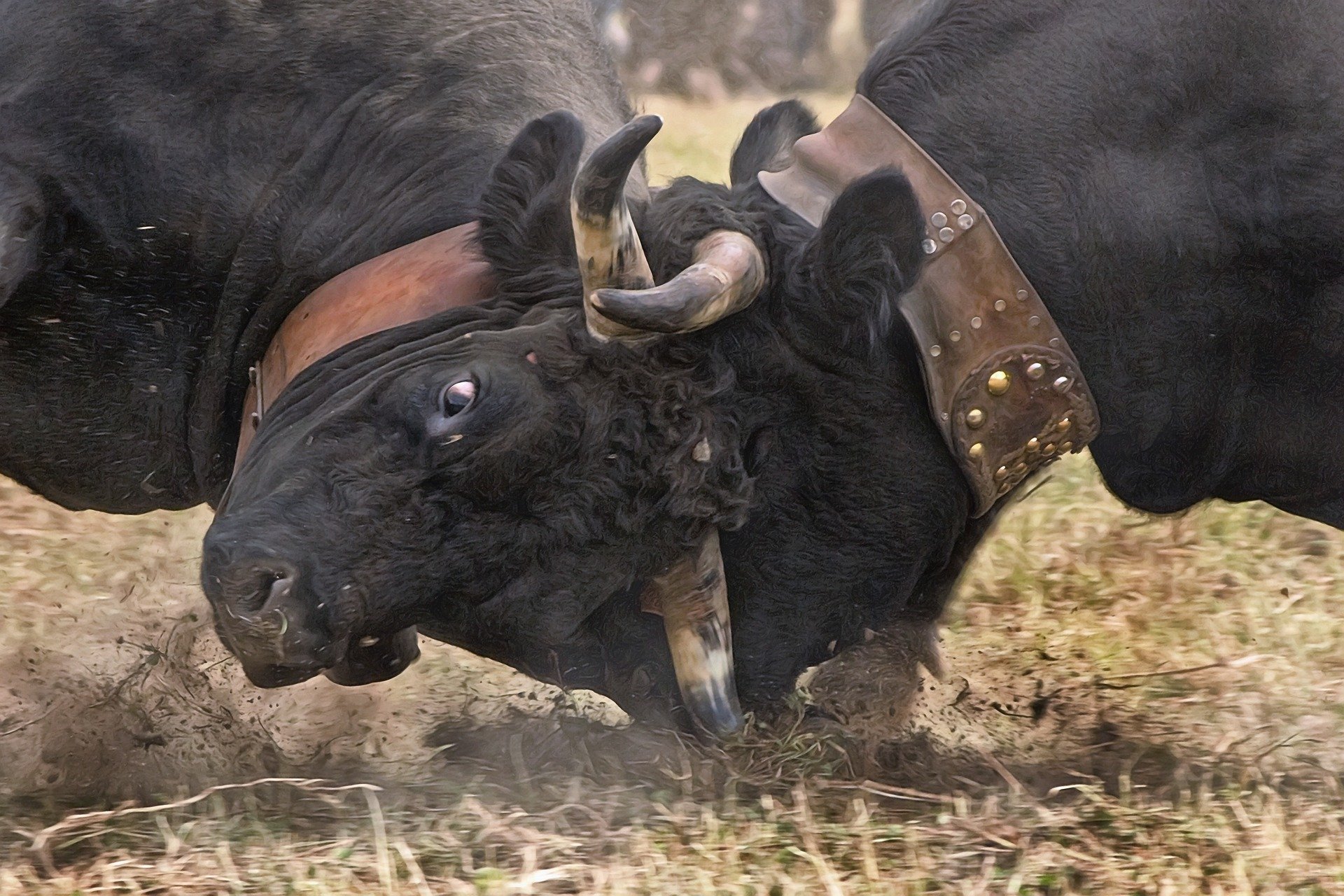 two bulls fighting