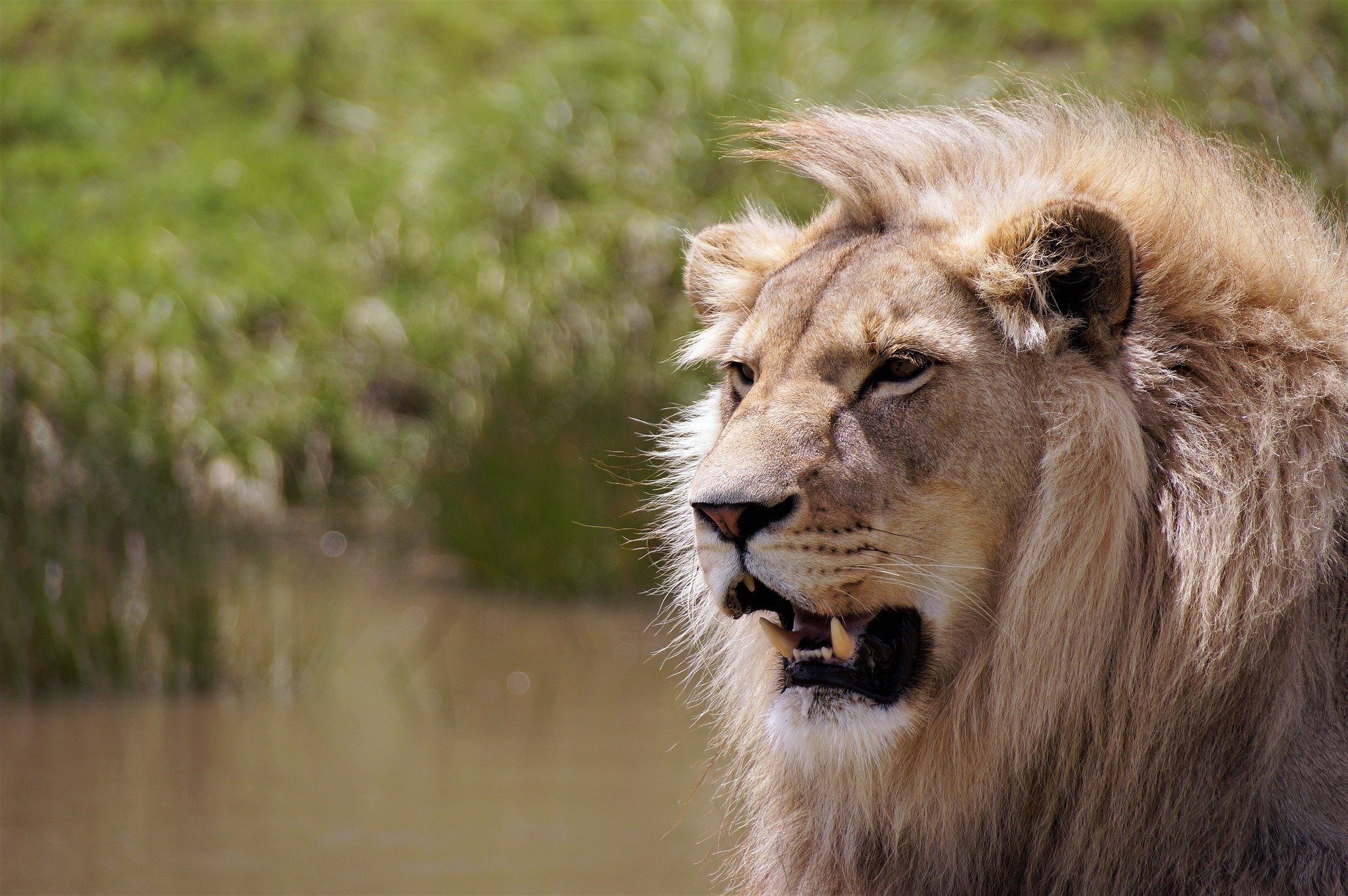 lion in african wilderness