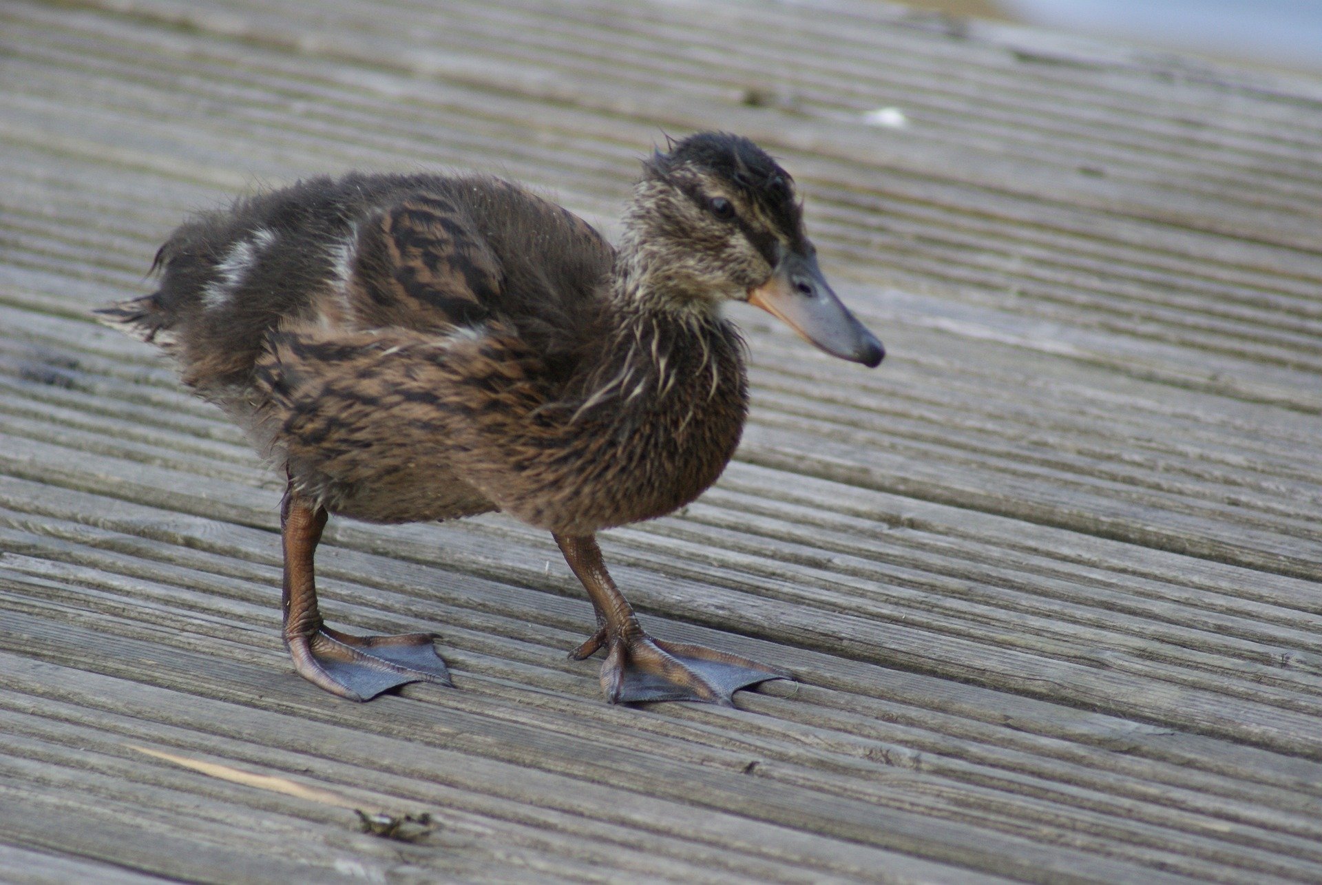 duck-determined-determination