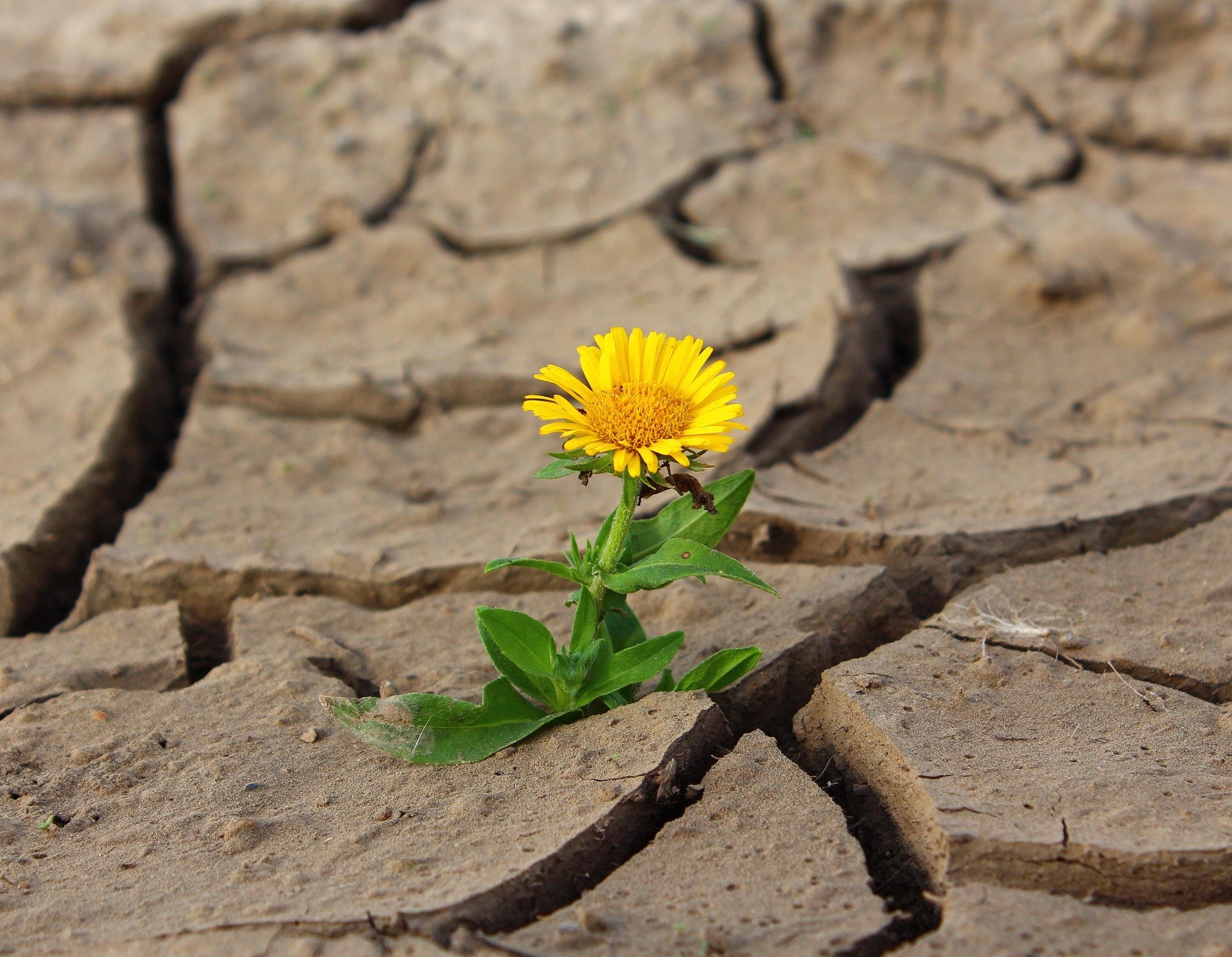 flower-life-yellow-flower-crack