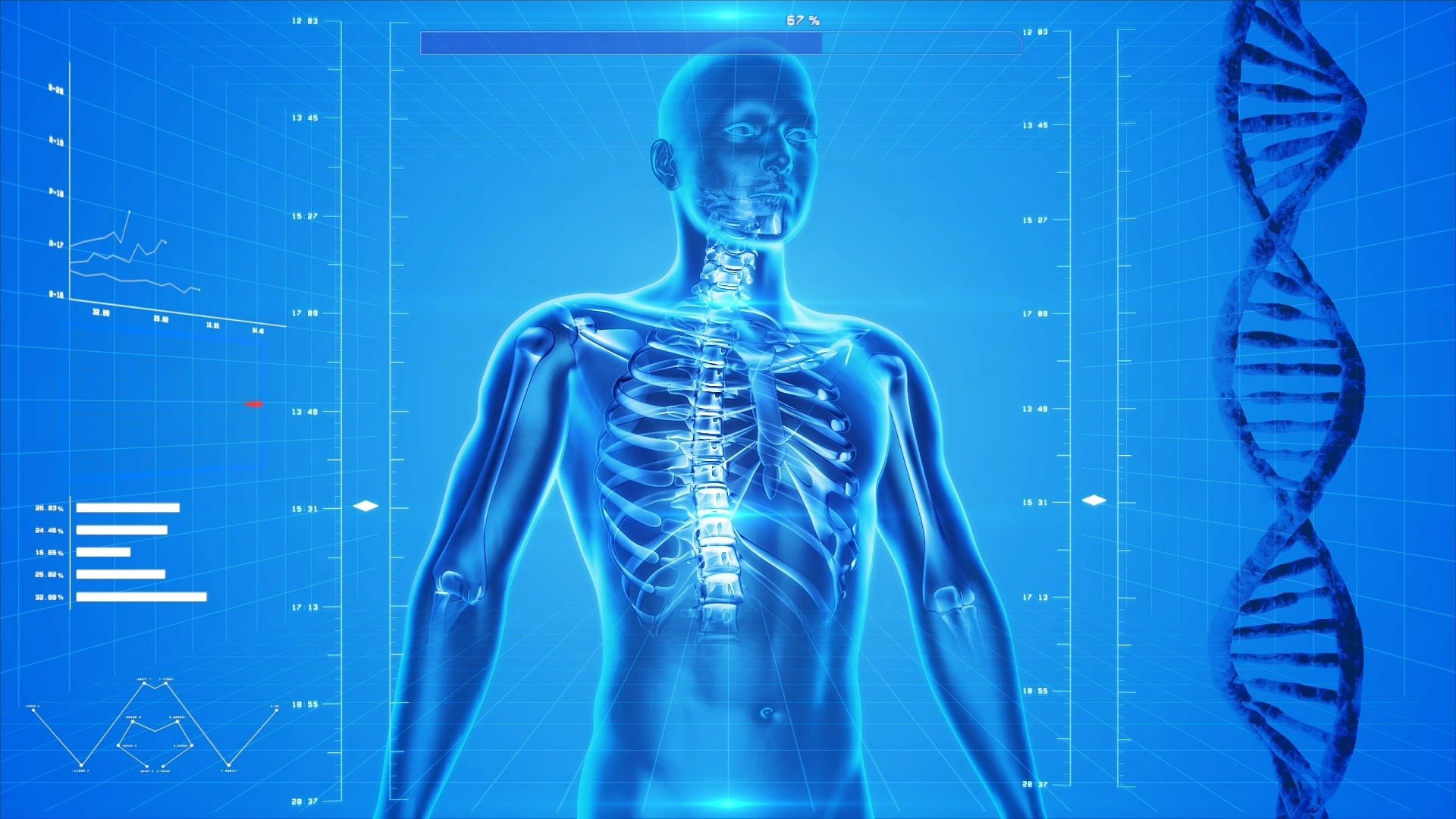 human skeleton human body anatomy